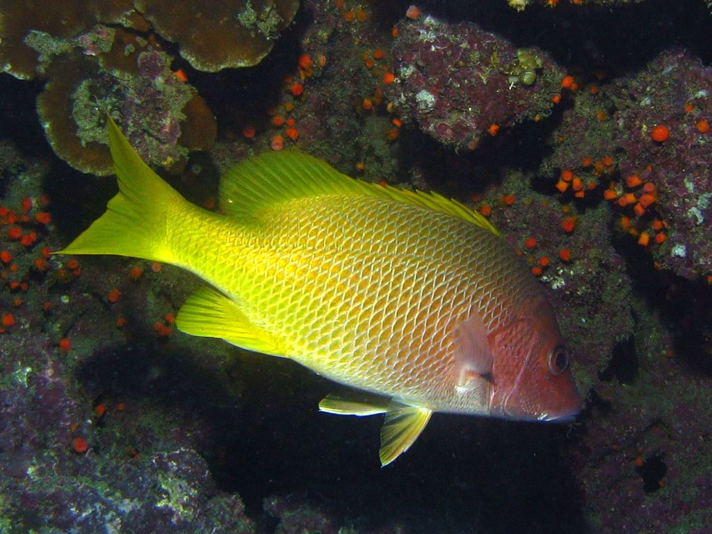 Isla Pájaros: santuario natural en el Golfo de Nicoya