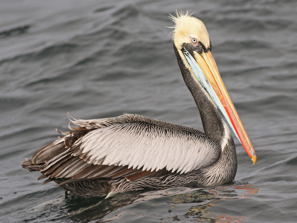 Isla Pájaros: santuario natural en el Golfo de Nicoya