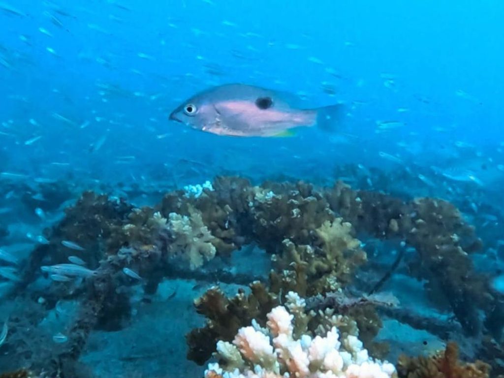 Corales de Costa Rica