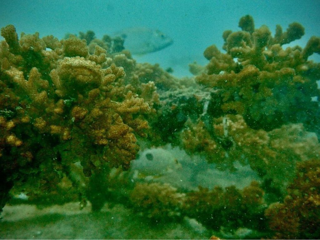 Corales de Costa Rica