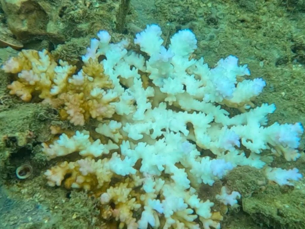 Corales de Costa Rica